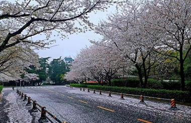 四月，武漢將有序恢復(fù)對(duì)外交通