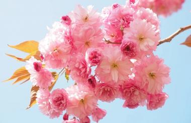 武漢或迎來(lái)真正的清零 往返北京航班復(fù)航