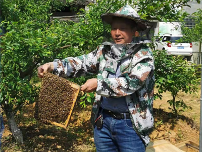 農(nóng)村實(shí)用人才帶頭人丨典型案例(54)葉必得:醫(yī)道養(yǎng)蜂出深山品牌